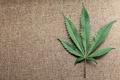 医用大麻公司THC BioMed获得1200万美元融资，大麻行业又一笔进账