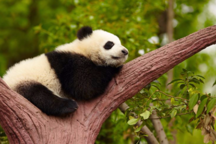 36氪首发 | 熊猫车险获5000万A+轮融资，用友、胜辉资本、原创资本投资