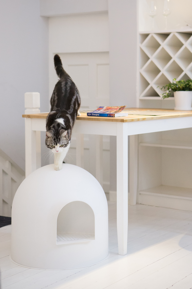 吸猫成瘾，不如开个线上宠物店，赚得可能比网红还多