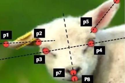 羊脸识别诊断疼痛指数，机器学习捕捉动物面部表情