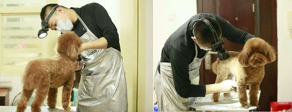 提供上门宠物美容服务，“好狗狗到家”要做宠物行业的河狸家