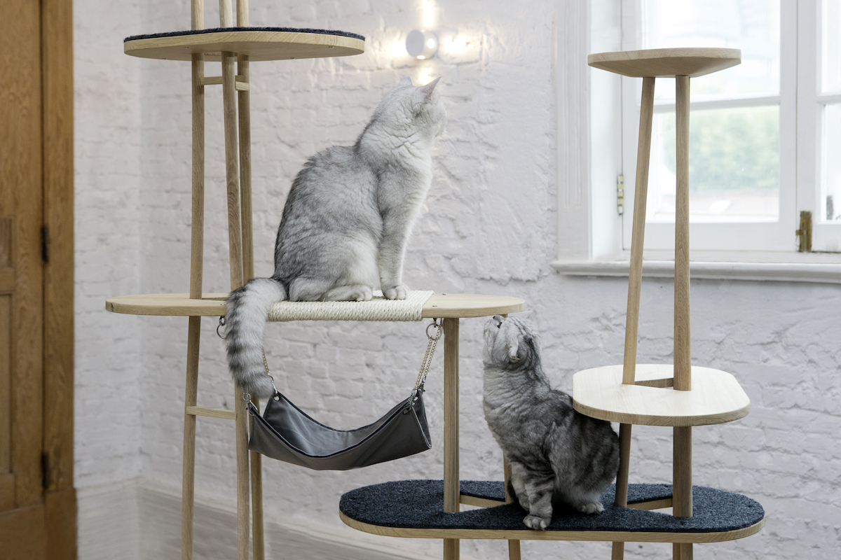 吸猫成瘾，不如开个线上宠物店，赚得可能比网红还多