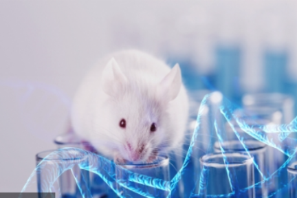 瞄准千亿美元级抗体药市场，「仁源欣生」开发基因组人源化小鼠平台