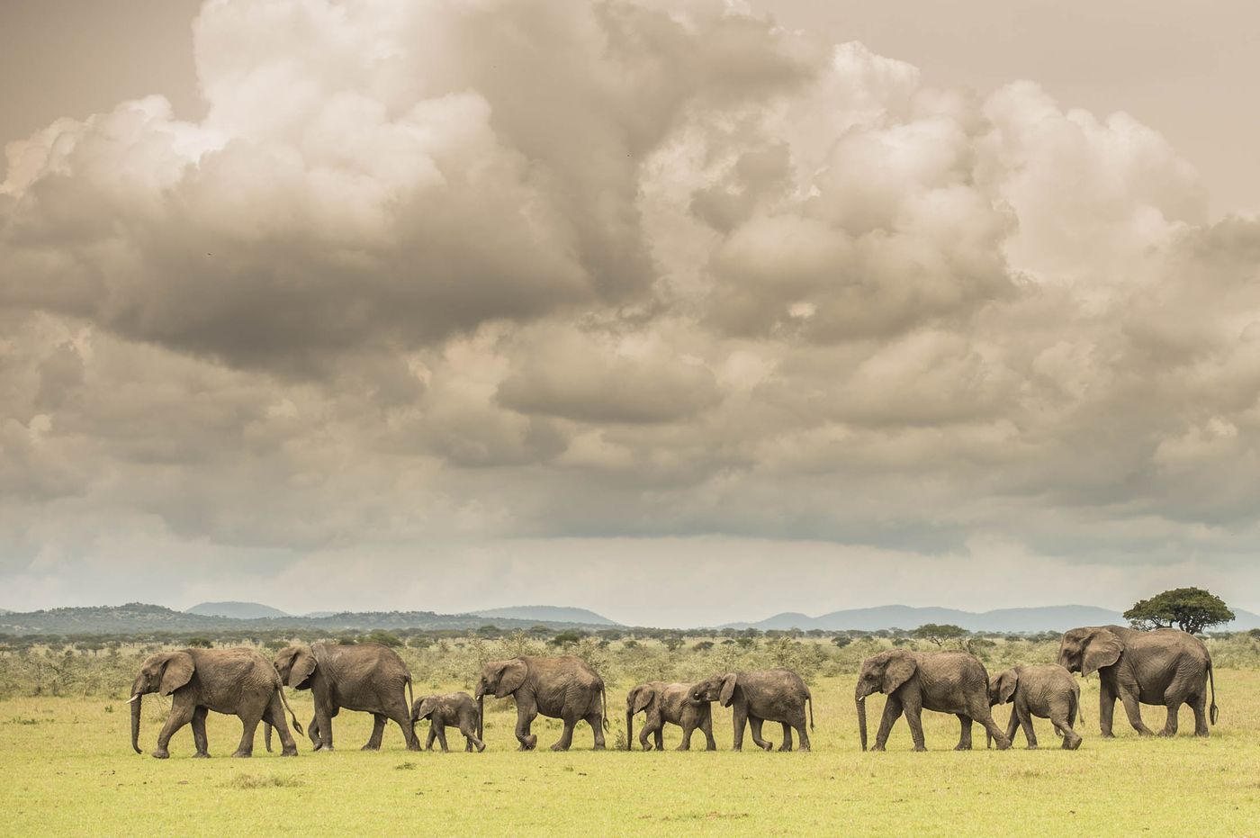 微软联合创始人保罗·艾伦开发的监控系统，让大象偷猎者无处可逃 |发现