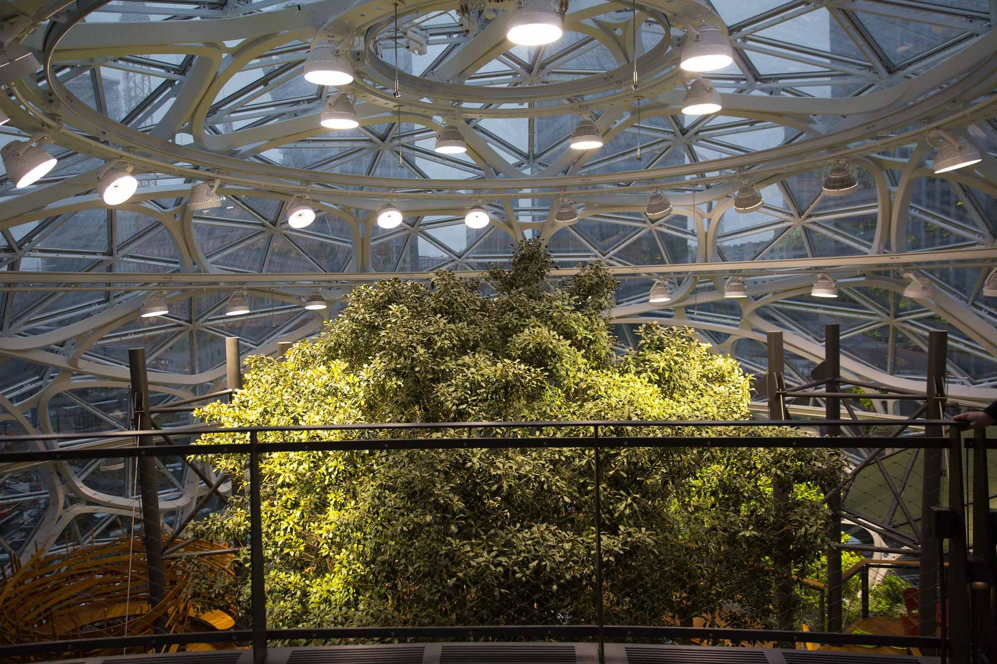 7年收集4万株植物，亚马逊花40亿美元打造的新总部究竟长啥样？| 图说