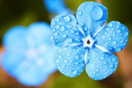 想知道那朵花的名字？试试用这三款 App 扫一扫
