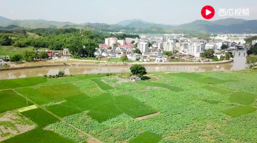 网红时代谢幕，土味文化登场：一只竹鼠走红背后的思考