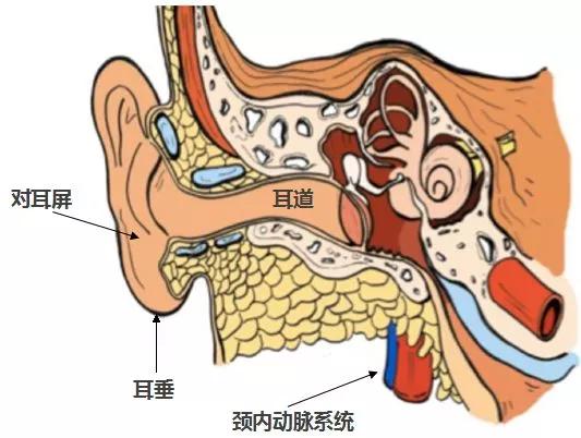 新 AirPods 要来了，它可能有什么新功能？