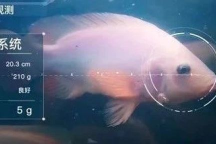渔民之友：Google X 新项目，用计算机视觉养鱼