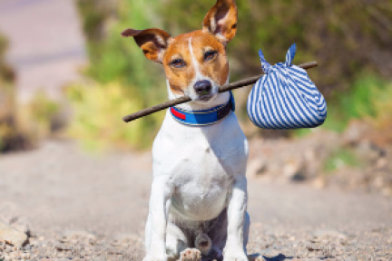 围绕家庭寄养场景，「小狗在家」认为可讲的故事还有很多