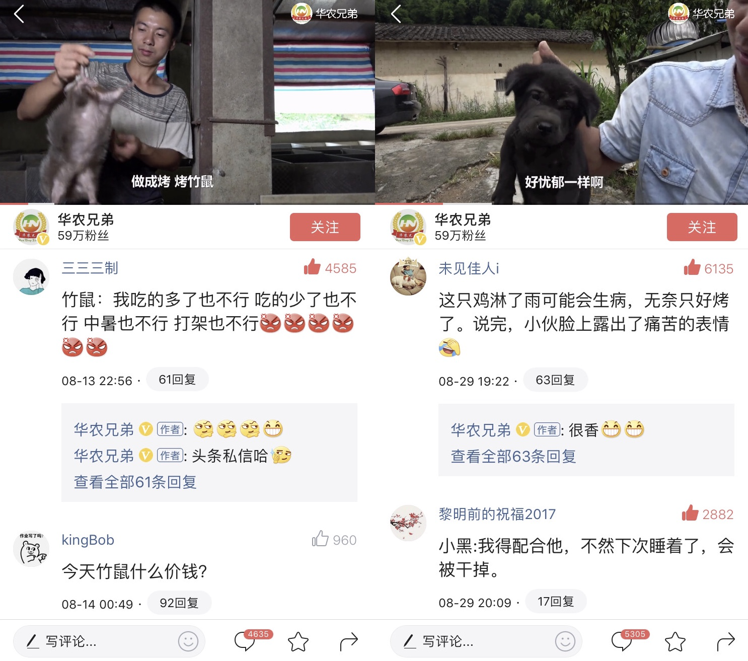 网红时代谢幕，土味文化登场：一只竹鼠走红背后的思考