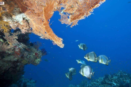 区块链应用 | Ocean Chain: 海洋渔业的价值连接器？