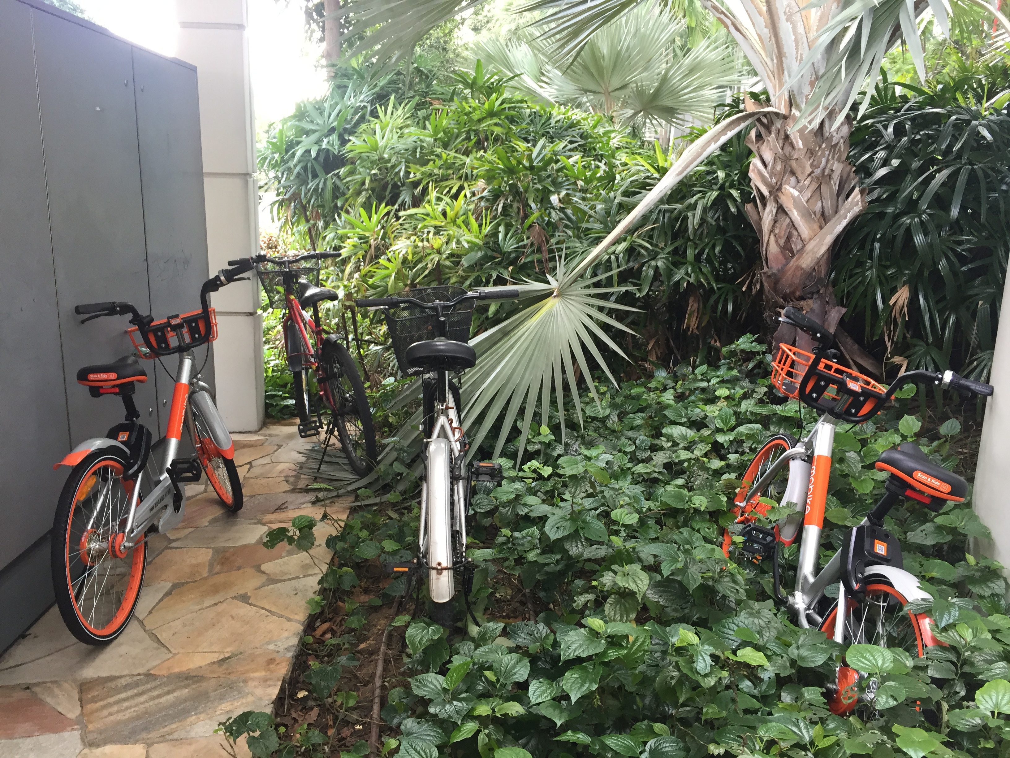 我们去了趟新加坡，发现共享单车不仅少的可怜，也压根没人骑