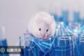 瞄准千亿美元级抗体药市场，「仁源欣生」开发基因组人源化小鼠平台