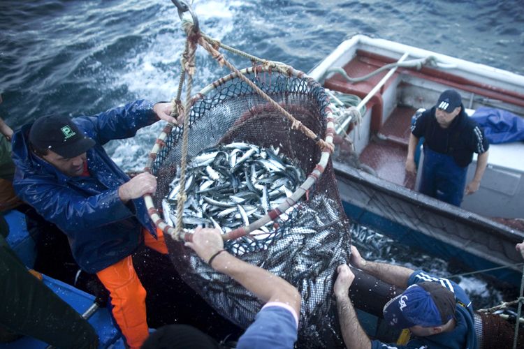 sardine_fishing.jpg