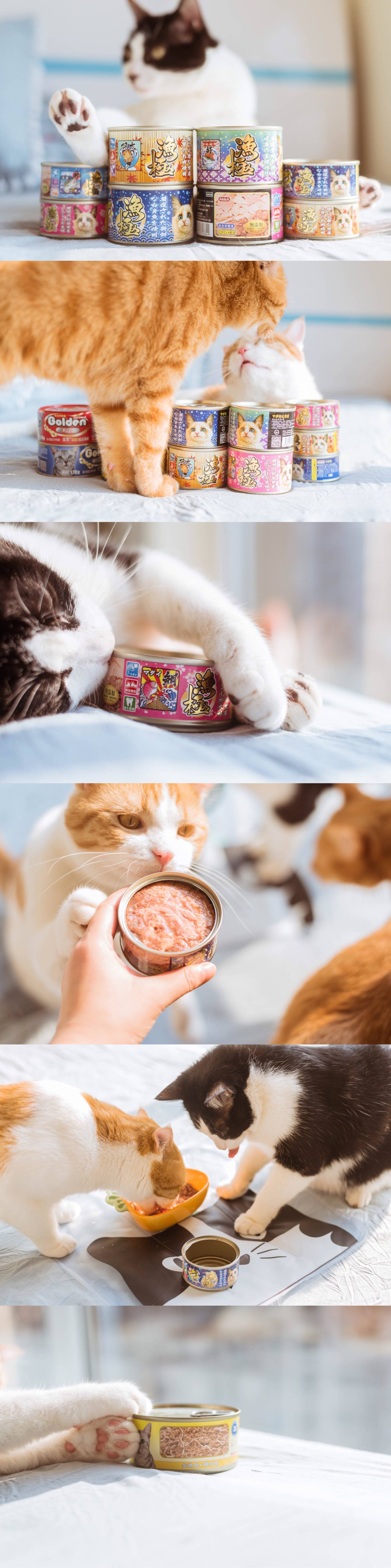 吸猫成瘾，不如开个线上宠物店，赚得可能比网红还多