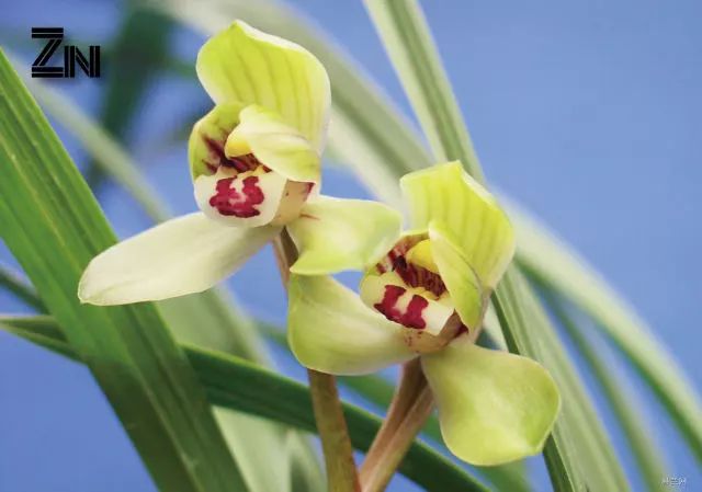 今天不说区块链中国式泡沫兰花房地产及其他