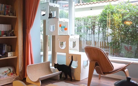 吸猫成瘾，不如开个线上宠物店，赚得可能比网红还多