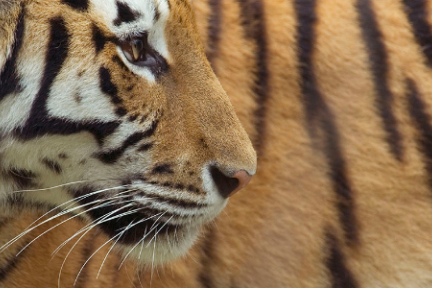最前线 | 当东北虎迎面撞上新技术，英特尔把人工智能带到了原始森林