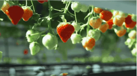 自主种蔬菜、无损摘水果，市场已经把人类的食物供应交给机器人了