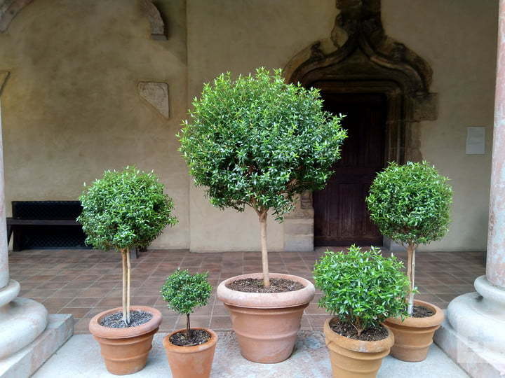 Moto G6 vs 诺基亚 6.1：两大性价比神机相机评测