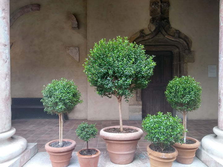 Moto G6 vs 诺基亚 6.1：两大性价比神机相机评测