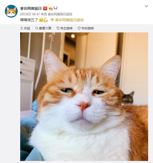 宠物博主背后的生意经