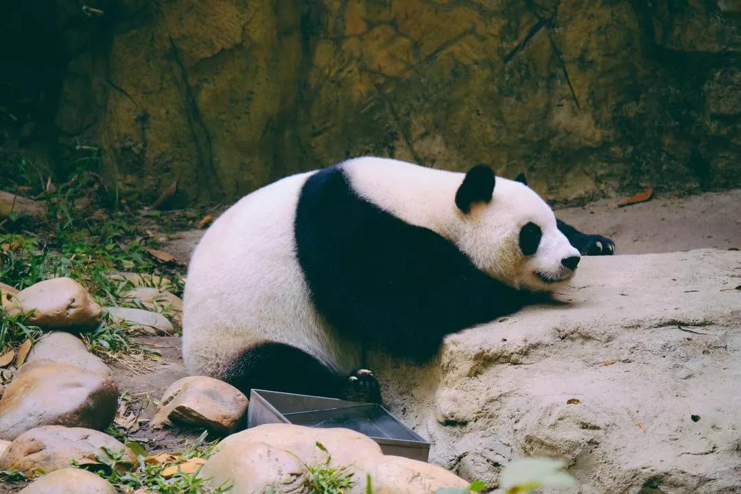 连大熊猫都能「刷脸」了？