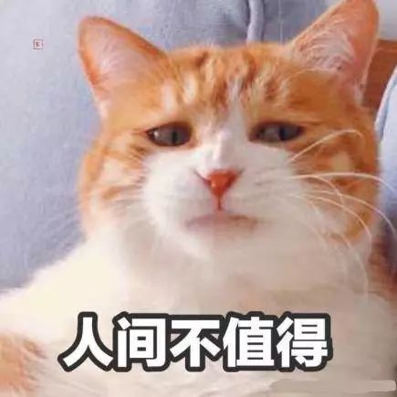 宠物博主背后的生意经