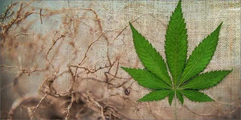 【南京眼】「工业大麻」的初心：在热潮退却之后