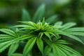 创投观察 | 除了医用级CBD，工业大麻的商业价值还可以怎么开发？