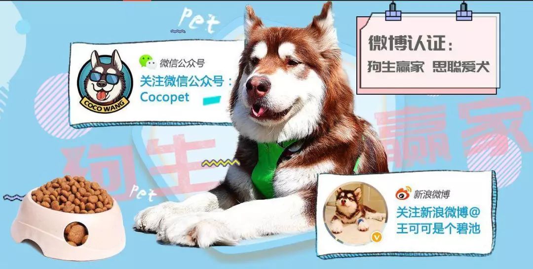 宠物博主背后的生意经