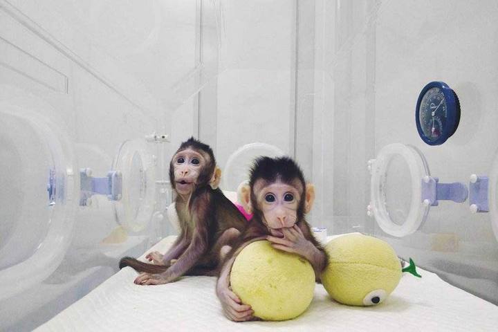 中国首只克隆猫回家了你会花38万跟去世的宠物再续前缘吗