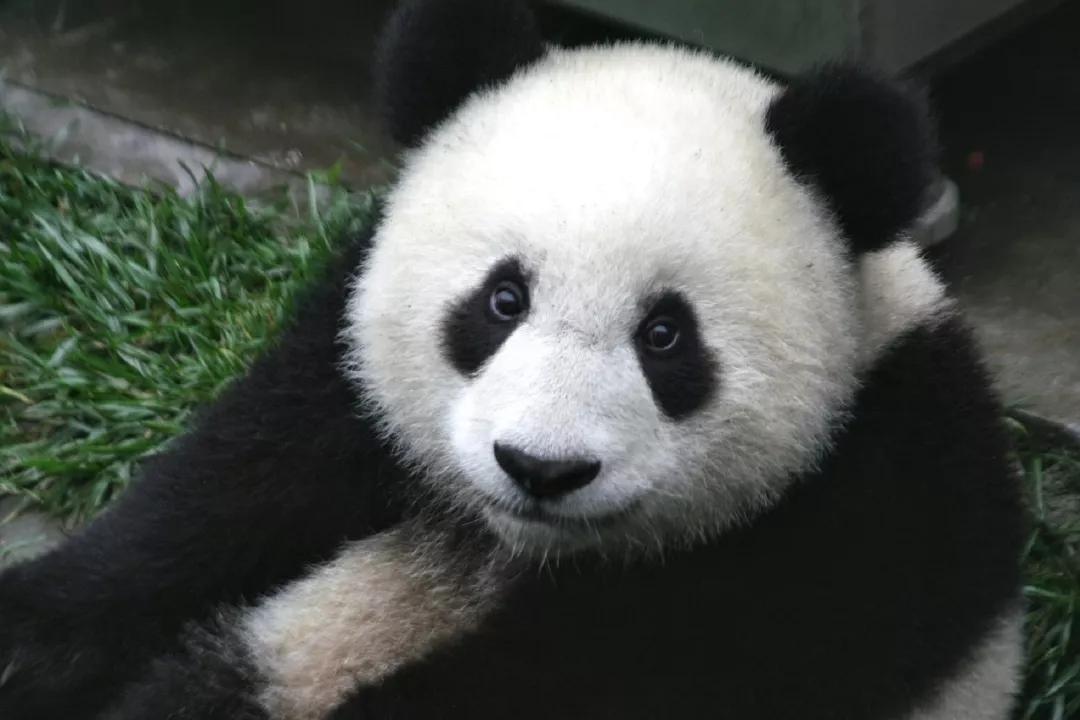 连大熊猫都能「刷脸」了？