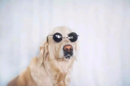 今年猫犬消费规模达到2024亿，紧扣社交需求的「举爪」让铲屎官“以狗会友”