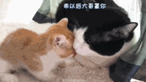 宠物博主背后的生意经