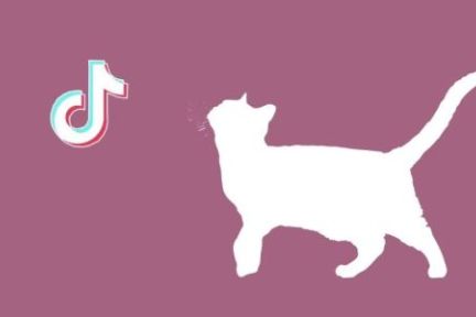 在抖音，如何捧红一只猫？