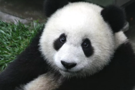 连大熊猫都能「刷脸」了？
