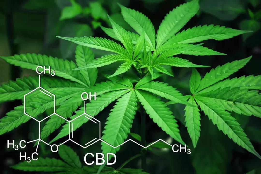 【南京眼】「工业大麻」的初心：在热潮退却之后