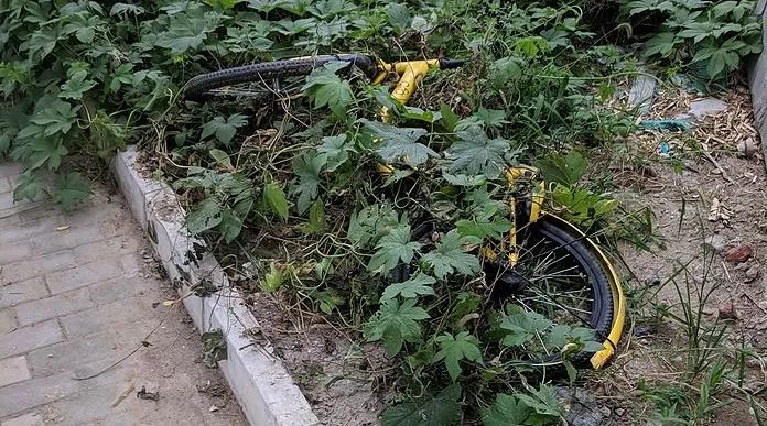 共享单车退潮，凤凰不再永久