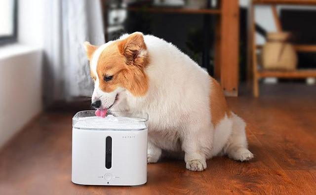 小米再次出手猫狗品牌 宠物智能家居能成下一个细分风口吗 36氪