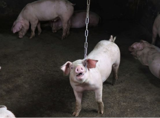 上海AI分类垃圾桶登上热搜，逼我缴智商税的时刻还是来了