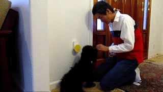 如何做一条有素质的狗？