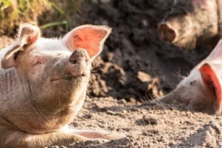 减污、疾控、监测，万亿养殖市场的三大创新方向，56家创新企业盘点