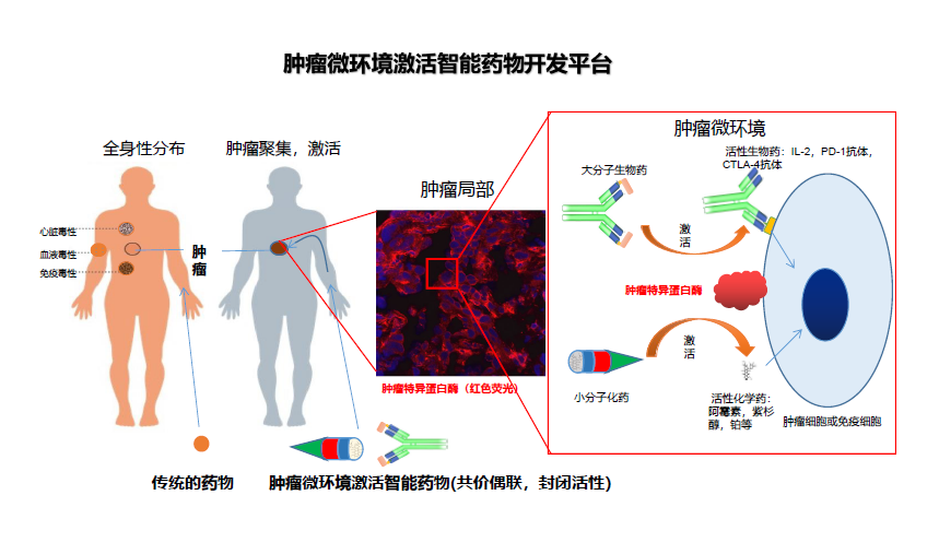 36氪首发 | 专注肿瘤微环境特异激活的智能化药物，「亲合力」完成磐霖领投六千万元Pre-A轮融资