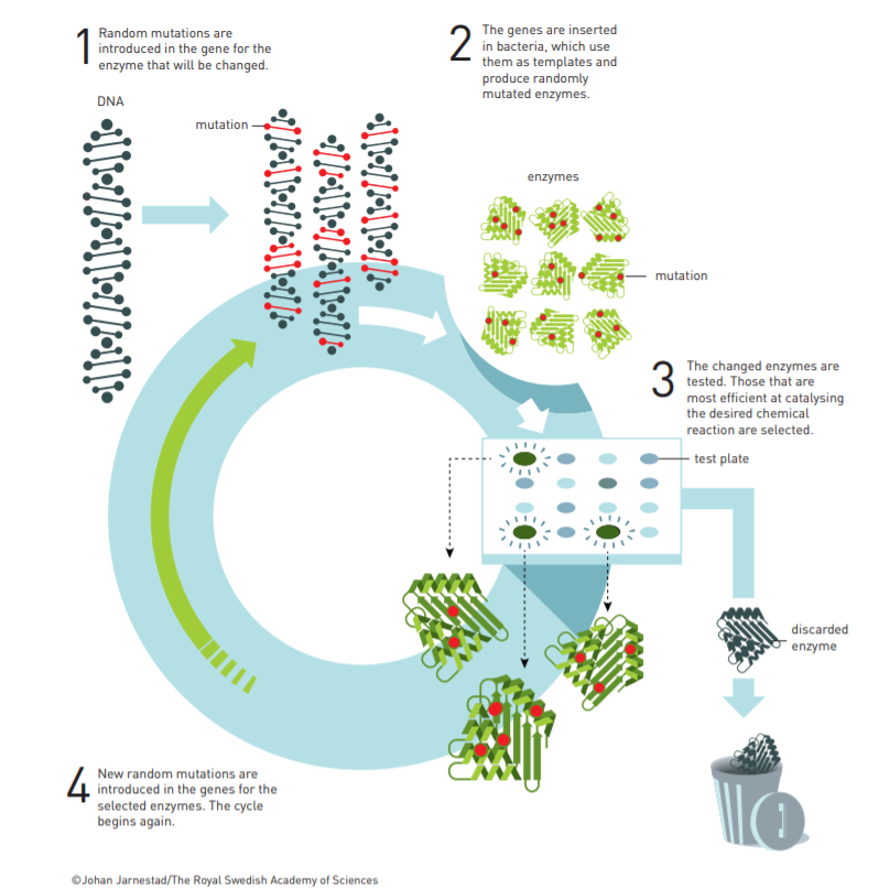构建“酶”定向进化平台BioEngine，「酶赛生物」为客户定制酶催化解决方案