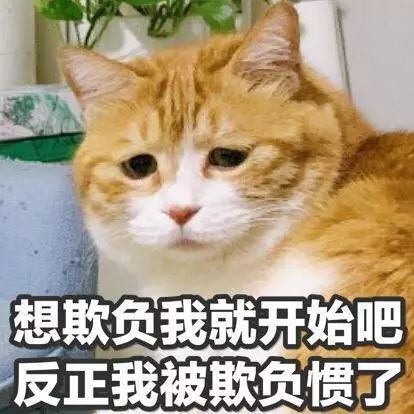 宠物博主背后的生意经