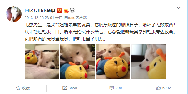 宠物博主背后的生意经