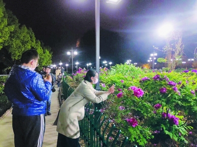 幕燕滨江首启夜游模式 市民一睹“夜牡丹”芳容