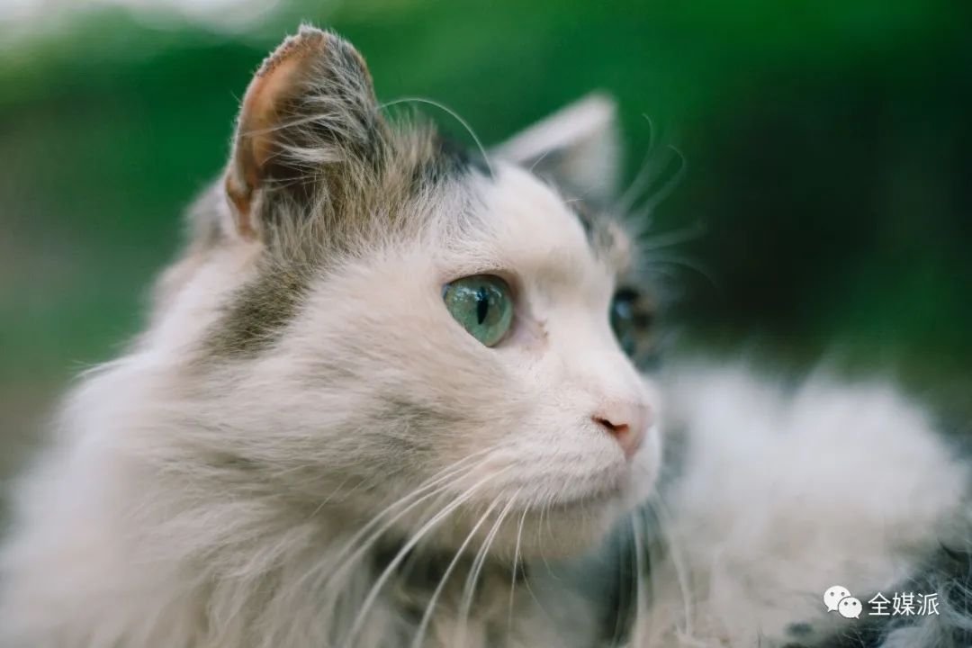 北大学生给流浪猫做的小程序火了，他们怎么看待这次意外走红？